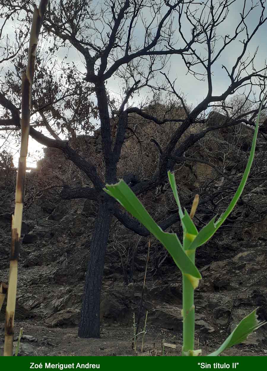 incendio27