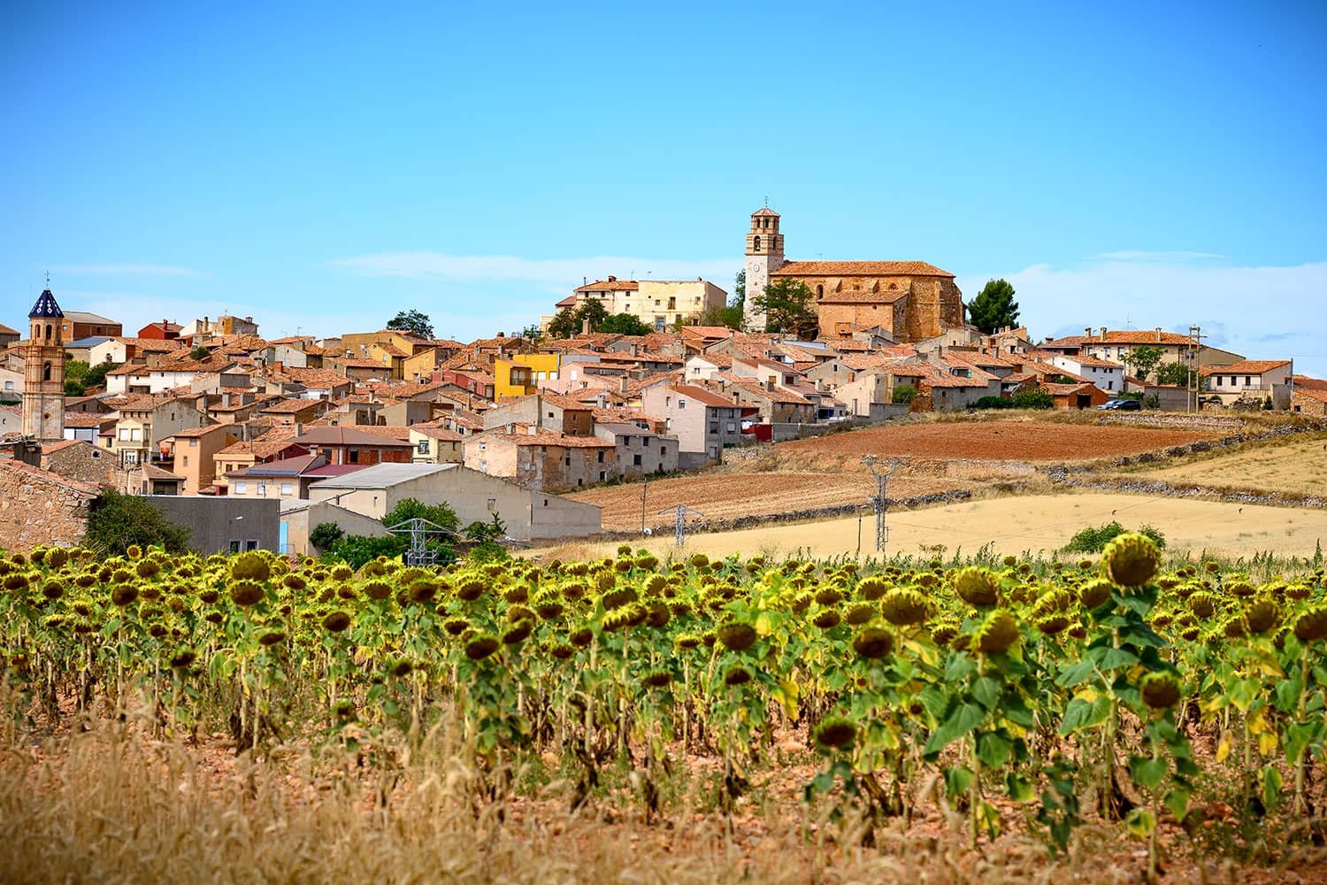 camarona-campillo-1