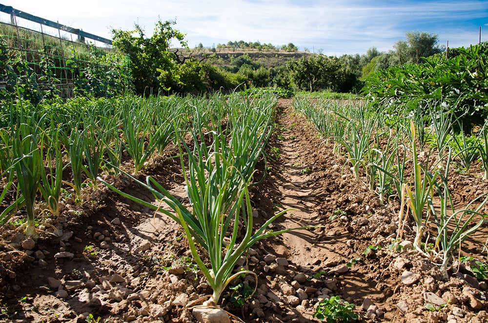 huerto_06