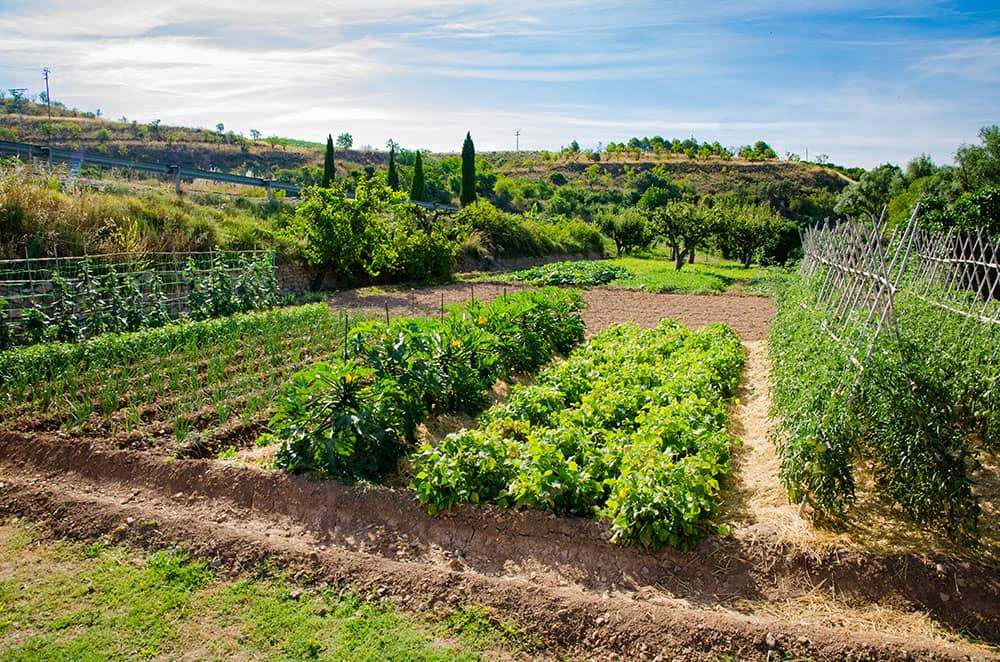 huerto_07